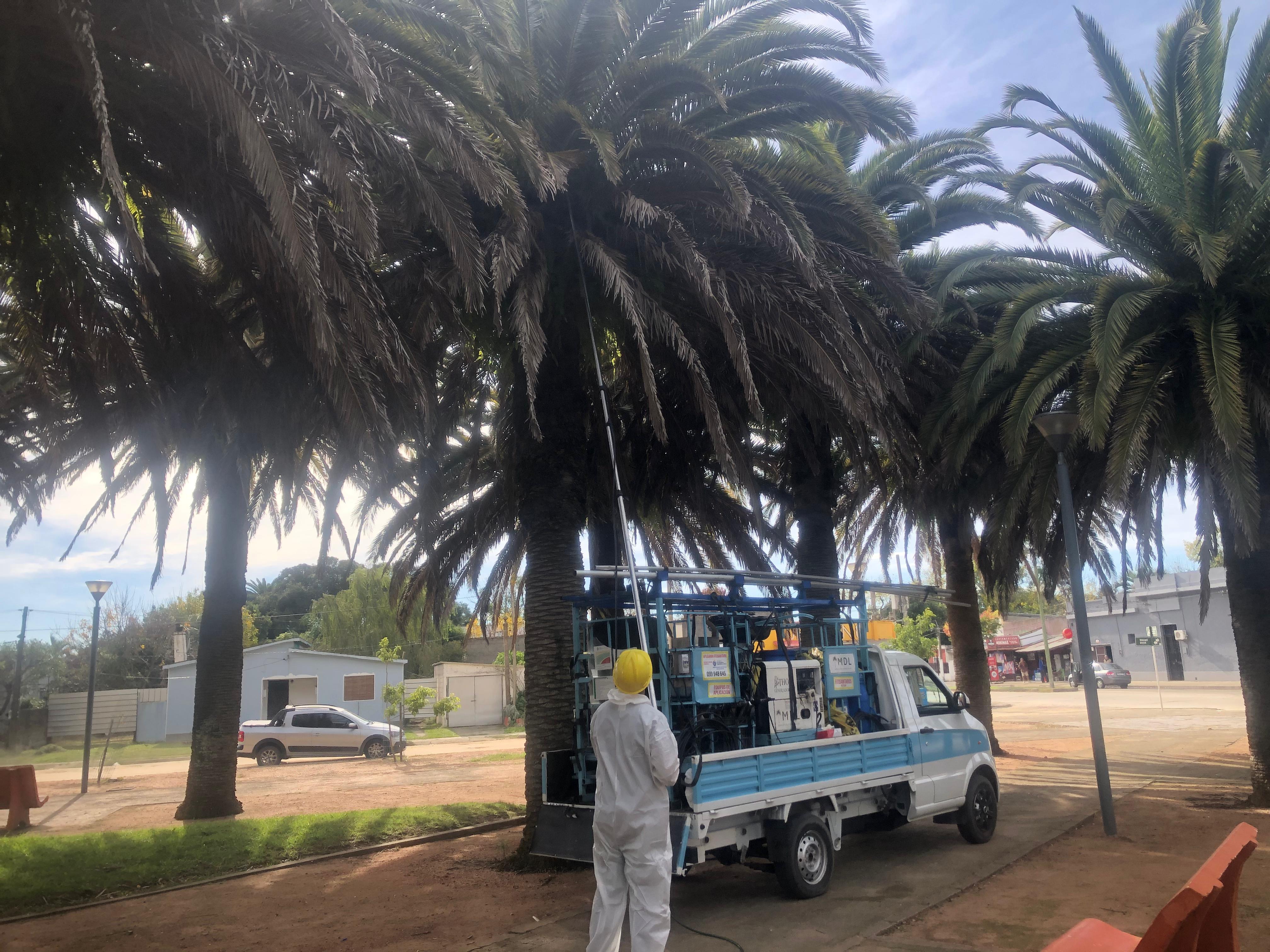 Tratamiento de palmeras