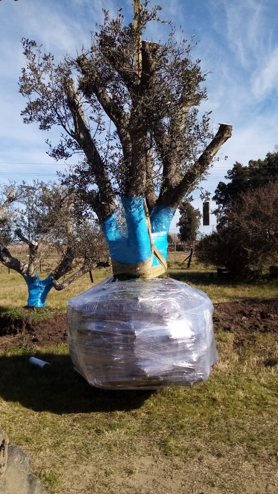 Trasplante de árbol adulto